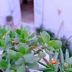 別荘 Casa Palma Gozo ガルブ